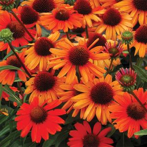 Echinacea KISMET INTENSE ORANGE