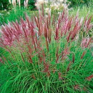 Miscanthus sinensis  RED CHIEF