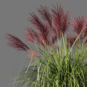 Miscanthus sinensis ROTFEDER
