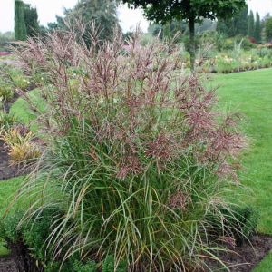 Miscanthus sinensis SIOUX