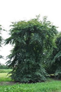 Fagus sylvatica HORYZONTALIS veredelt