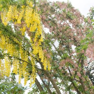 Laburnum × watereri Adamii