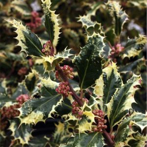Ilex aquifolium Ferox Argentea