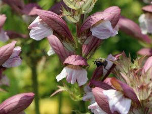 Acanthus mollis  White Lips