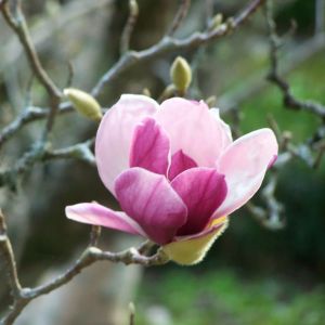 Magnolie RUSTICA RUBRA