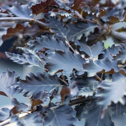 Fagus sylvatica ROHAN WEEPING