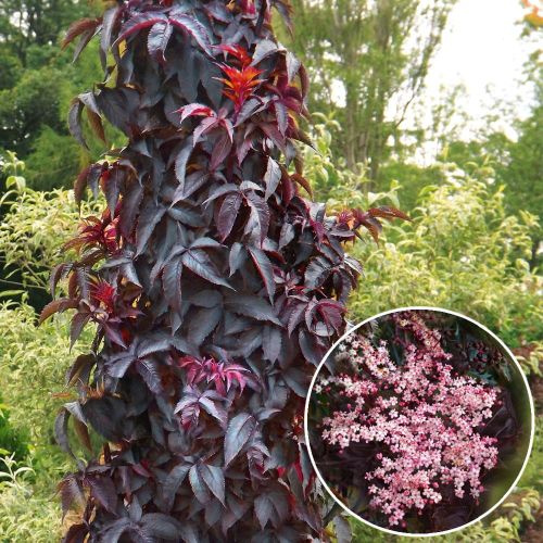  Sambucus nigra Black Tower