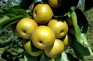 Asiatische birnbaum SHINSEIKI
