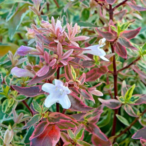 Abelia grandiflora  Sparkling Silver