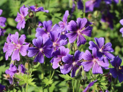 Geranium magnificum