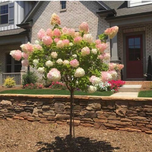 Hydrangea paniculata Magical Sweet Summer auf Stamm
