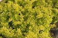 Berberys Thunberga AUREA