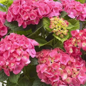 Hydrangea macrophylla rosa