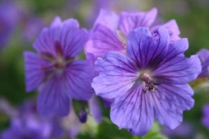 Geranium magnificum Rosemoor
