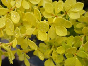 Berberis thunbergii AUREA NANA