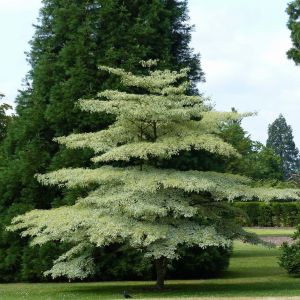 Cornus controversa PAGODOWY