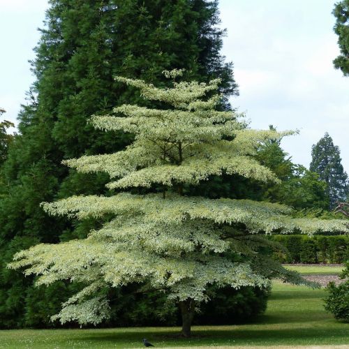 Cornus controversa PAGODOWY