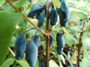 Lonicera caerulea JUGANA