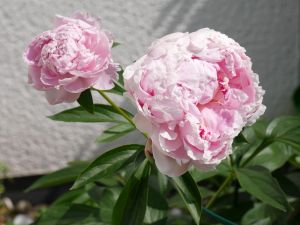 Paeonia lactiflora hellrosa