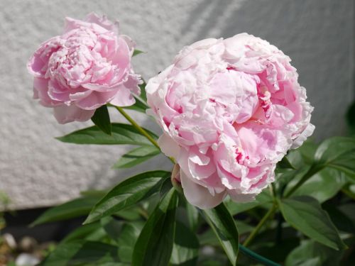 Paeonia lactiflora hellrosa