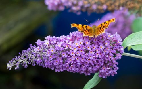 Buddleja davidii BLUE HEAVEN
