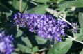 Budleja Dawida BLUE HEAVEN