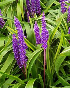 Liriope muscari GOLD BANDED