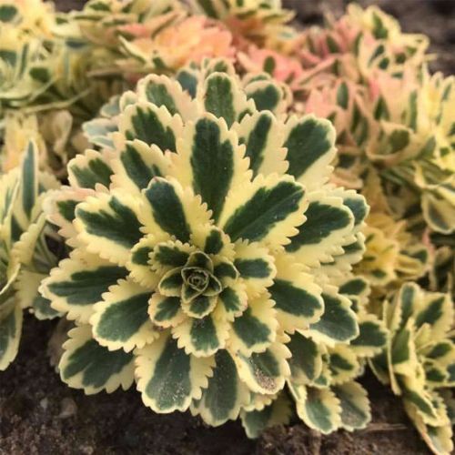 Sedum ATLANTIS