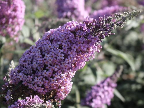 Buddleja davidii Guliwer