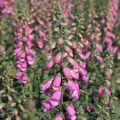 Naparstnica BERRY CANARY