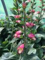 Naparstnica BERRY CANARY