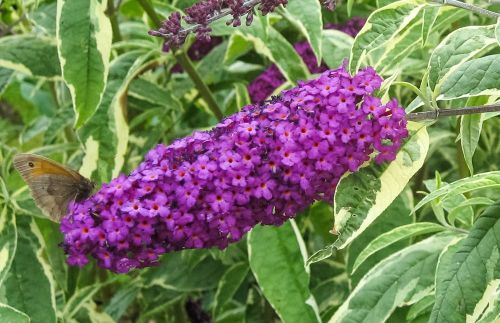 Buddleja davidii Harlequin