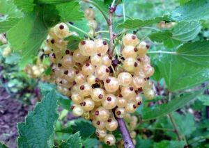 Weiße Johannisbeere Versailles - Strauch