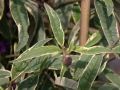 Budleja Dawida Harlequin