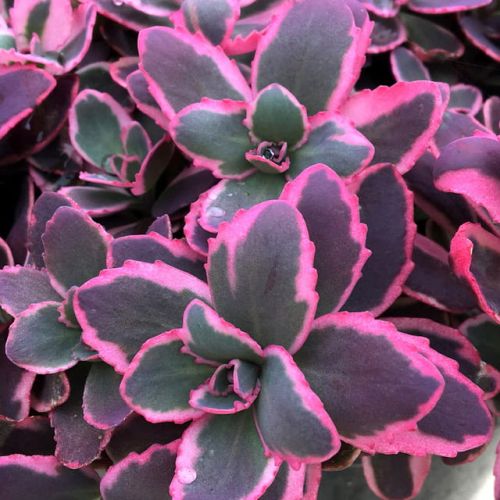 Sedum Sunsparkler ‘Dream Dazzler’
