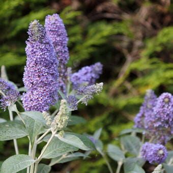 Buddleja davidii Lochinch