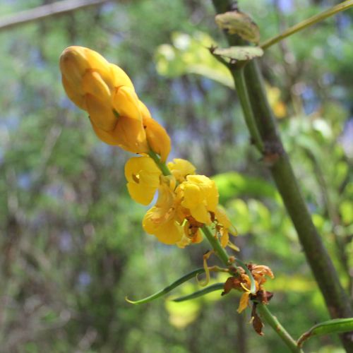 Judasbaum Cercis siliquastrum