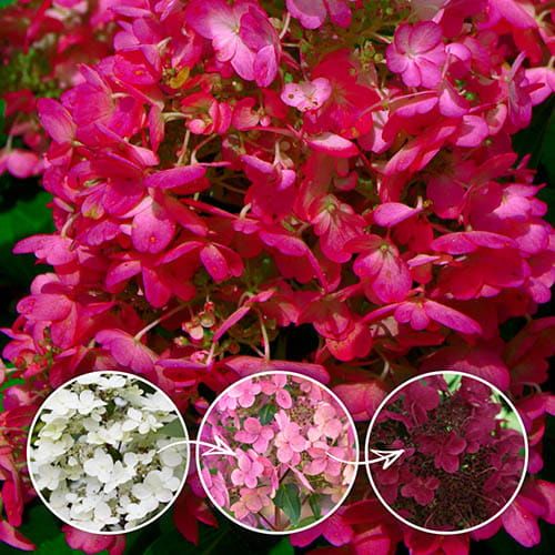 Rispenhortensie WIM'S RED