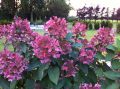 Hortensja Bukietowa WIM'S RED