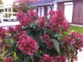 Hortensja Bukietowa WIM'S RED