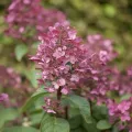 Hortensja Bukietowa WIM'S RED