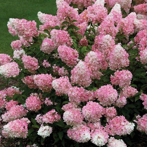 Bauernhortensie VANILIA FRAISE