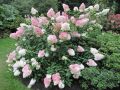 HORTENSJA bukietowa VANILIA FRAISE