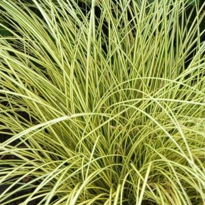 Carex brunnea Jenneke