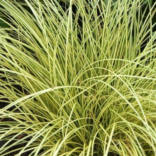 Carex brunnea Jenneke
