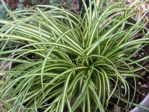 Carex oshimensis ICE CREAM