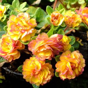 Primel Belarina Rosette Nectarine