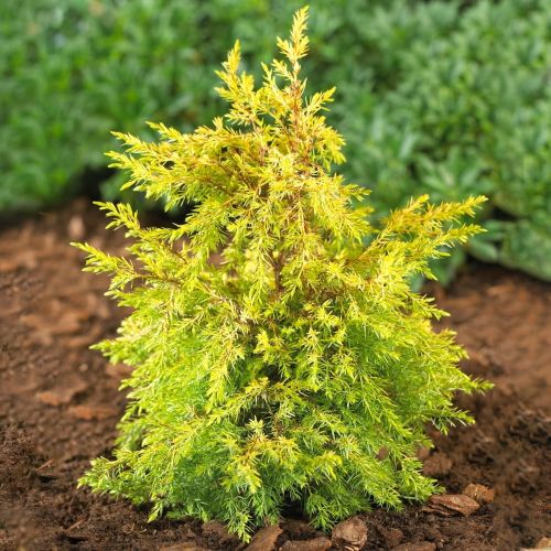 Gemeinen Wacholders GOLD CONE