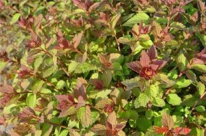 Japanischen Spiere 'Sparkling Champagne'
