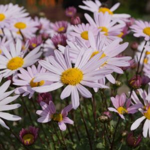 Arktischen Chrysantheme ROSEUM